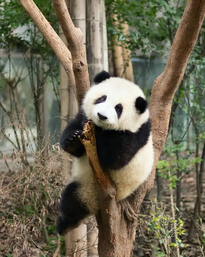 A giant panda sitting in a tree, surrounded by leaves